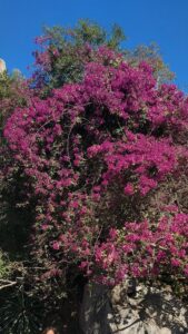 cascading bougainvillea