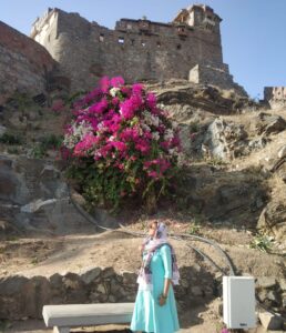 Bougainvillea in Summer
